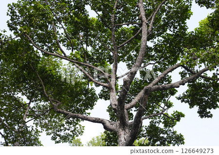 Looking up from down tree, Dipterocarpus tree, Big tree in Vietnam Looking up from down tree, Dipterocarpus tree, Big tree in Vietnam 126649273