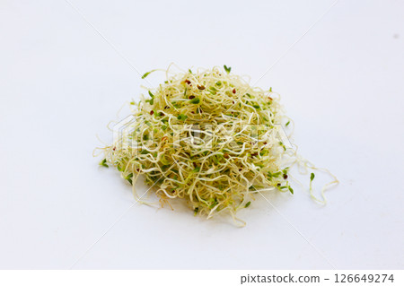 Fresh green sprouted alfalfa seeds 126649274
