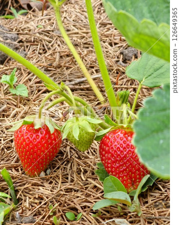Red and green strawberries growing in a strawberry field 126649365