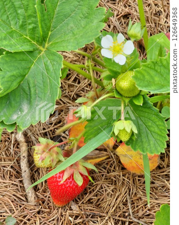Red and green strawberry berries with white flowers growing on strawberry field, close up Red and green strawberry berries with white flowers growing on strawberry field, close up 126649368