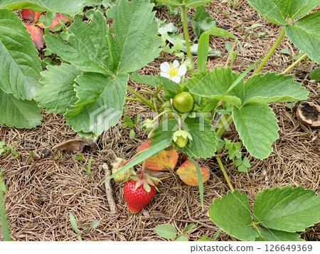 Red and green strawberry berries with white flowers growing on strawberry field Red and green strawberry berries with white flowers growing on strawberry field 126649369