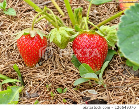 Red and green strawberries growing in a strawberry field, close-up Red and green strawberries growing in a strawberry field, close-up 126649370