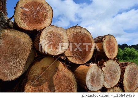 山形縣莊內杉砍伐原木 126649459