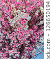 Blooming branches filled with pink and white flowers in a serene blue background creating a vibrant floral atmosphere Blooming branches filled with pink and white flowers in a serene blue background creating a vibrant floral atmosphere 126650194