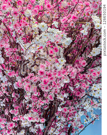 Blooming branches filled with pink and white flowers in a serene blue background creating a vibrant floral atmosphere Blooming branches filled with pink and white flowers in a serene blue background creating a vibrant floral atmosphere 126650194