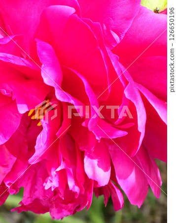 Close-up of a beautiful peony flower. The blossoming burgundy flower serves as a background Close-up of a beautiful peony flower. The blossoming burgundy flower serves as a background 126650196