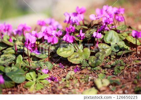 Cyclamen flower potassium 126650225