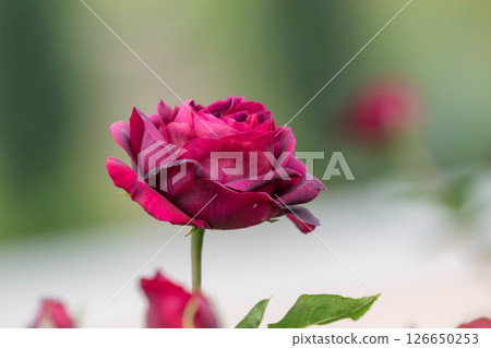 Red roses in the Rose Garden Area at Nakanojo Gardens 126650253