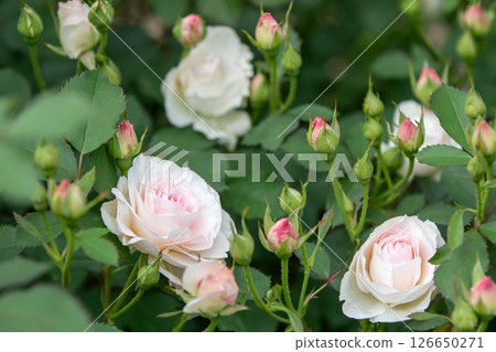 Roses in the Rose Garden Area at Nakanojo Gardens Roses in the Rose Garden Area at Nakanojo Gardens 126650271