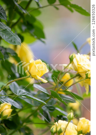 中之條花園玫瑰園內的黃玫瑰 126650326