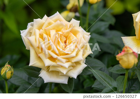 中之條花園玫瑰園內的黃玫瑰 中之條花園玫瑰園內的黃玫瑰 126650327