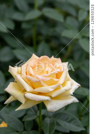 中之條花園玫瑰園內的黃玫瑰 126650328