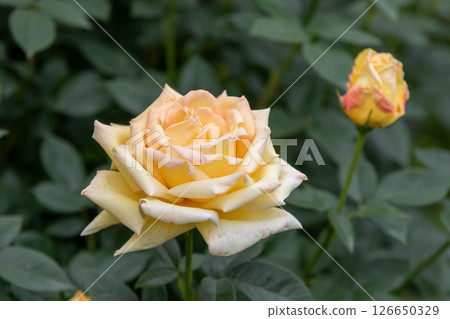 中之條花園玫瑰園內的黃玫瑰 中之條花園玫瑰園內的黃玫瑰 126650329