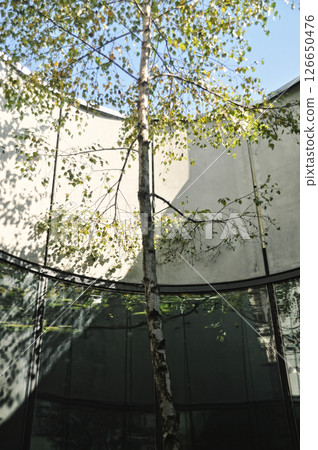 Young birch tree growing in the middle of a patio of a modern building 126650476