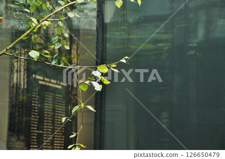 Twig with young birch leaves of a young tree against modern architecture 126650479