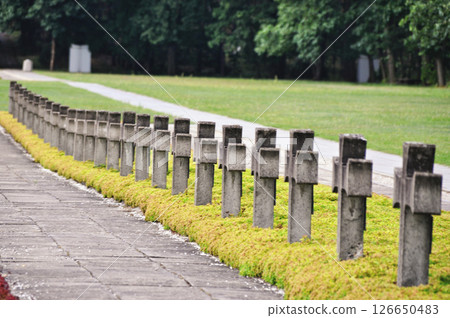 Rows of concrete crosses at a historic cemetery from World War II 126650483