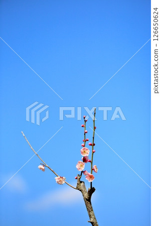 Plum blossom Tenjin Plum blossom Tenjin 126650624