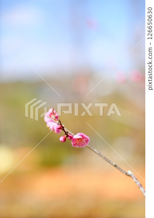 可愛的粉紅色梅花 可愛的粉紅色梅花 126650630