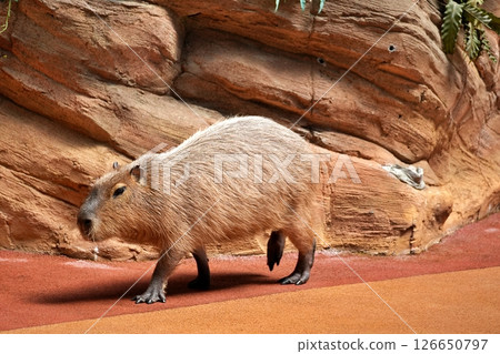 動物動作場面 動物動作場面 126650797