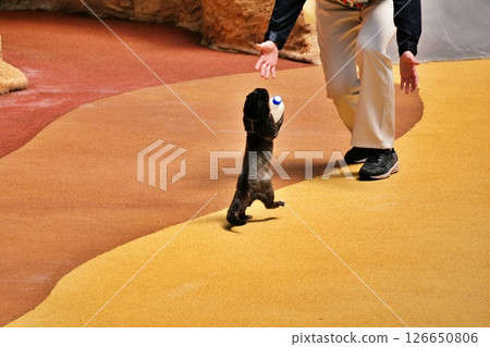 動物動作場面 126650806