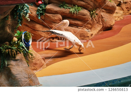 Animal action scenes 126650813