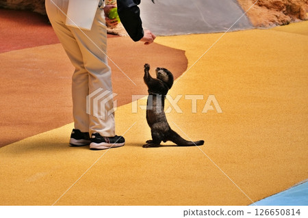 Animal action scenes 126650814