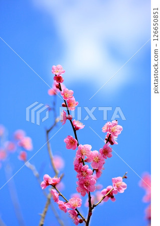 Cute pink plum blossoms Hina Kumori 126650851