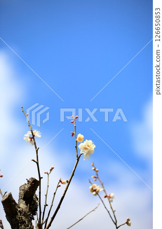 白梅花齡羽毛蝴蝶 126650853