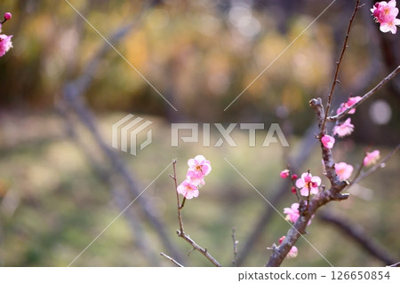Cute plum blossoms, Dochibe 126650854