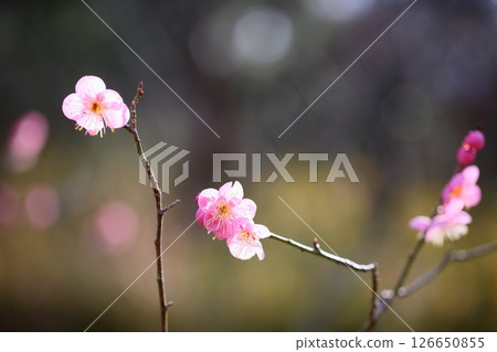 Cute plum blossoms, Dochibe 126650855