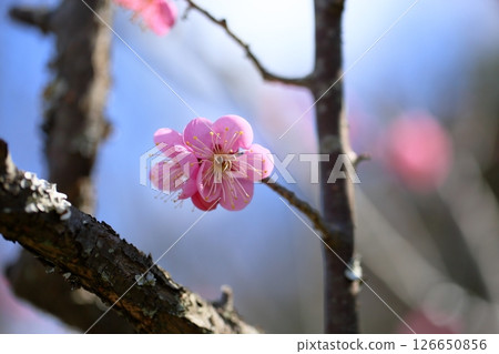 Cute plum blossoms, Dochibe Cute plum blossoms, Dochibe 126650856