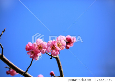 Cute plum blossoms, Dochibe Cute plum blossoms, Dochibe 126650859