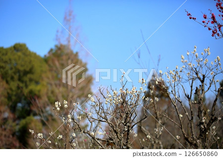 Refreshing white plum blossoms Refreshing white plum blossoms 126650860