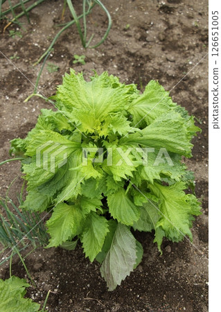 Cultivation of perilla 126651005