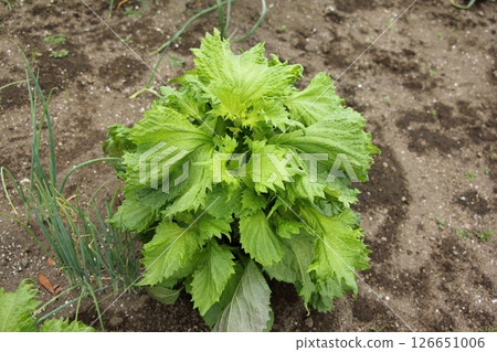 Cultivation of perilla 126651006