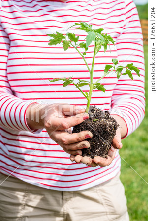 New tomato plant 126651204