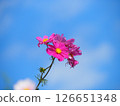 一朵波斯菊在蔚藍的天空 126651348