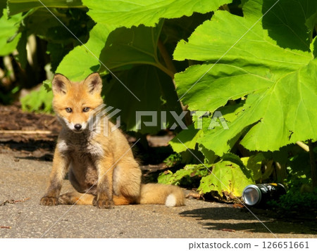 Children of Kita fox 126651661