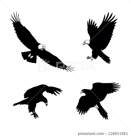 Bald eagle flying and landing silhouette vector illustration set in black and white Bald eagle flying and landing silhouette vector illustration set in black and white 126651981