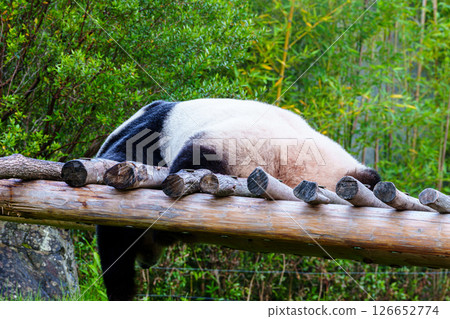 告別熊貓－南紀白濱冒險世界由居濱海灘① 126652774