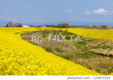 埼玉縣熊谷市小八林：荒川支流和田吉野川河岸的油菜花田 126653543