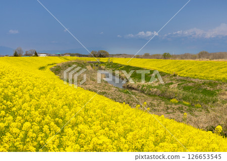 Kohachibayashi, Kumagaya City, Saitama Prefecture: A field of rapeseed flowers covering the banks of the Wada Yoshino River, a tributary of the Arakawa River 126653545