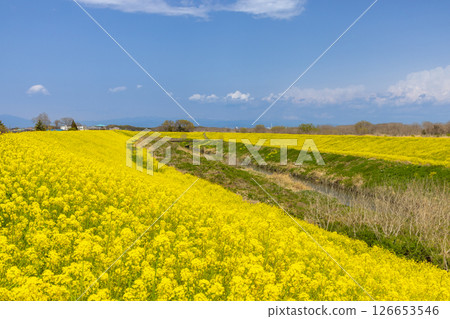 Kohachibayashi, Kumagaya City, Saitama Prefecture: A field of rapeseed flowers covering the banks of the Wada Yoshino River, a tributary of the Arakawa River 126653546