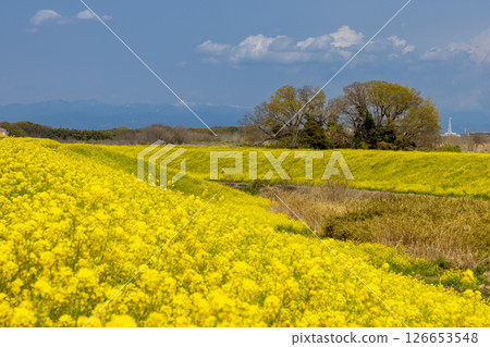 埼玉縣熊谷市小八林:荒川支流和田吉野川河岸的油菜花田 埼玉縣熊谷市小八林:荒川支流和田吉野川河岸的油菜花田 126653548