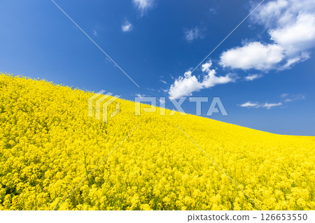埼玉縣熊谷市小八林：荒川支流和田吉野川河岸的油菜花田 126653550