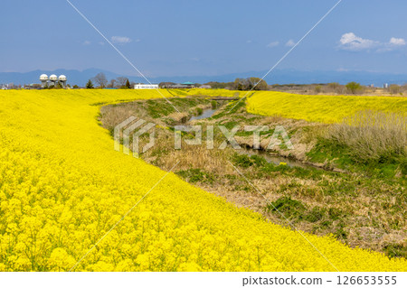 埼玉縣熊谷市小八林：荒川支流和田吉野川河岸的油菜花田 126653555