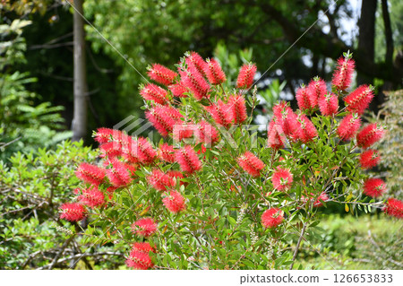Brushonkey Bottlebrush 126653833
