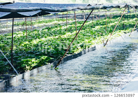 <Azumino> Wasabi fields at Daio Wasabi Farm 126653897