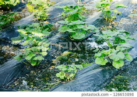 <Azumino> Wasabi fields at Daio Wasabi Farm 126653898