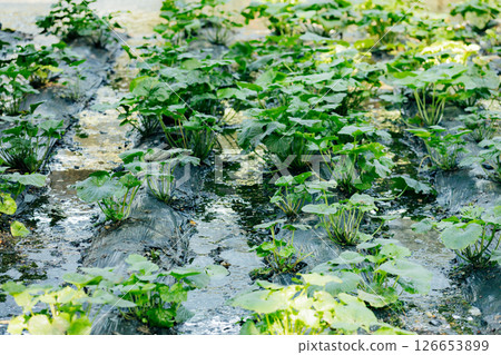 <安曇野> 大王芥末農場的芥末田 126653899